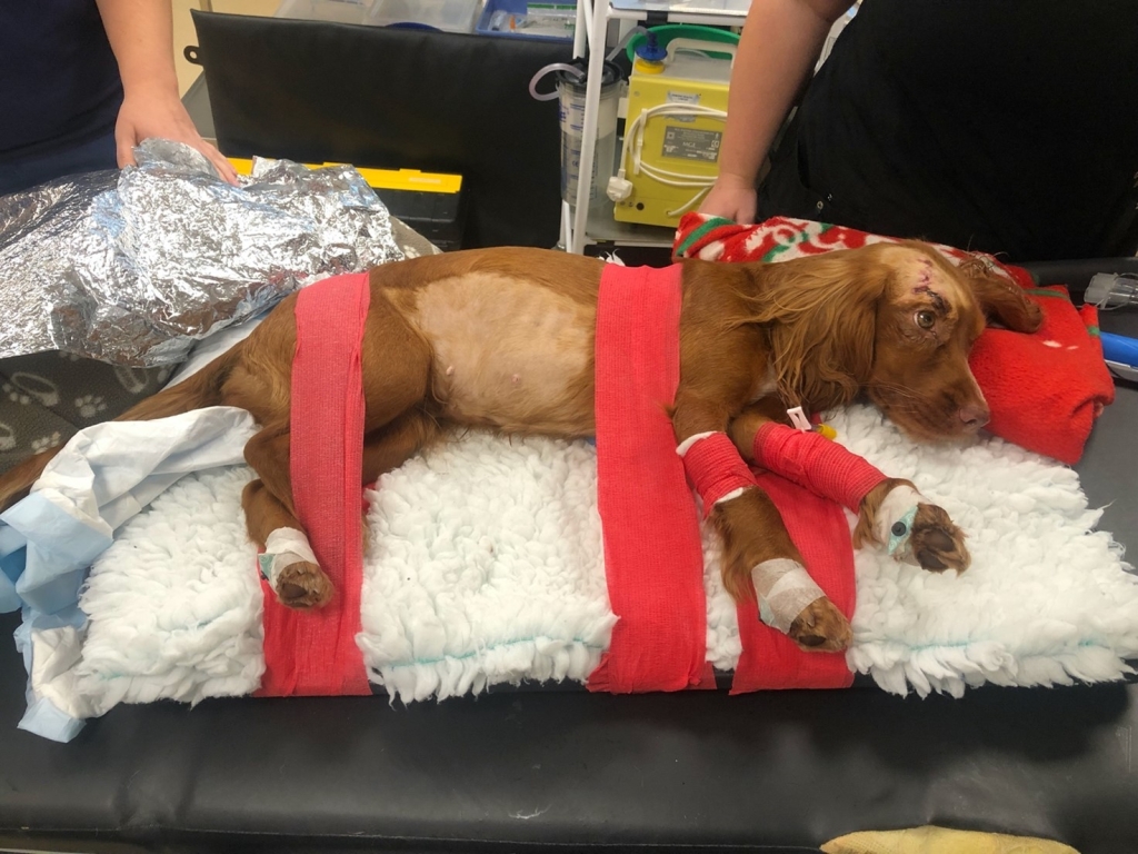 Cocker Spaniel's Miraculous Recovery From Hit-and-run RTA After Care At Somerset Hospital