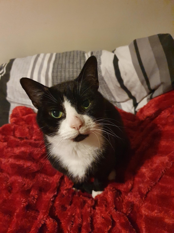 Vet's Lifesaving Treatment Sees Paralysed Cat Able To Walk Again